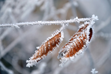 winter frozen leaves