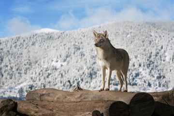 Wolf on the woods.