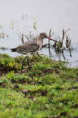 Bar-tailed Godwit, Limosa lapponica