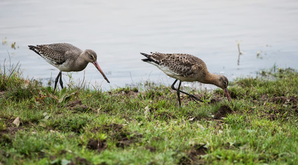 Bar-tailed Godwit, Limosa lapponica