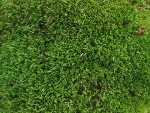 Green moss Dicranum scoparium