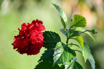 Hibiskus-Zweig mit gefüllter Blüte © etfoto