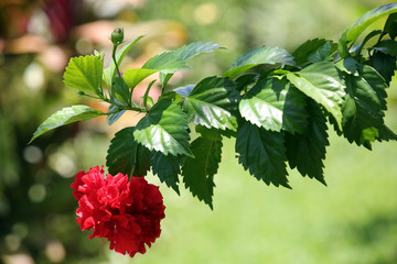 Hibiskus-Zweig mit gefüllter Blüte © etfoto