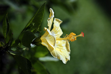 Chinesischer Roseneibisch (Hibiscus rosa-sinensis) © etfoto