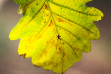 spider on an oak leaf