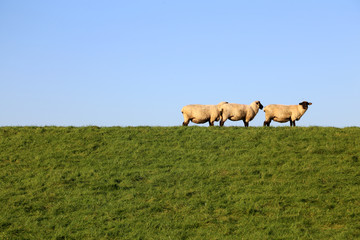 Obraz na płótnie Canvas Schafe auf dem Deich, Norddeutschland