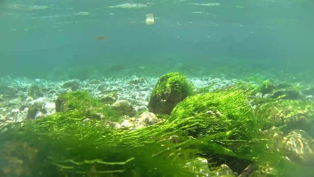 bizarre underwater of azmak river