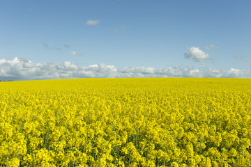 Obraz premium Beautiful yellow flowering rape field in Normandy, France. Country agricultural landscape on a sunny spring day.