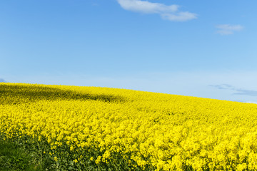 Beautiful yellow flowering rape field in Normandy, France. Country agricultural landscape on a sunny spring day.