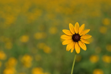 Yellow Daisy