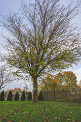 Autumn scene on a farm, trees, picket fence, green meadow, morning, sunrise, orchard