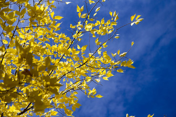 Yellow leaves in the tree with blue sky background