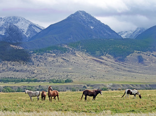 Fototapeta na wymiar Paradise Valley Montana Horses