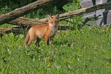 Fox Kit Lick 