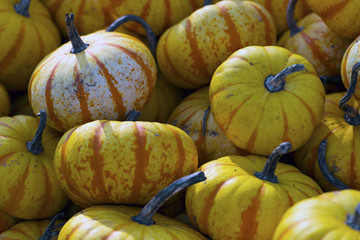 Pumpkin Gourd Festive Halloween Texture