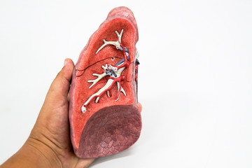 Human lung anatomy model