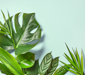 Various tropical leaves