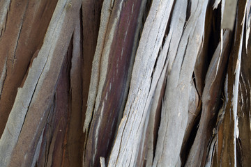Sequoia sempervirens tree bark texture and background