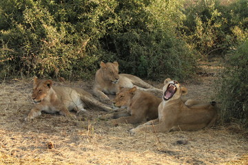 Board Lions
