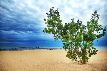 Beautiful green tree on the beach of Michigan lake with cloudy sky