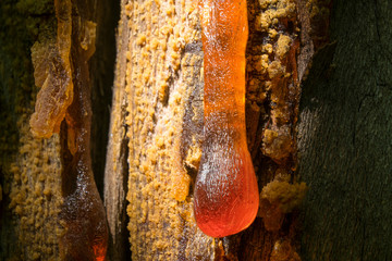 Pitch pine  tar.
Amber pitch on bark of a tree trunk.