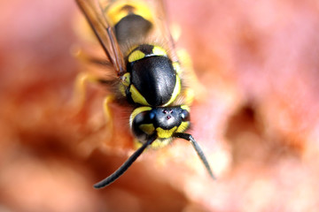 Wasps eat jam.
The wasp eating apple fruit jelly,red toned
