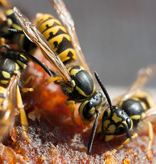 Wasps eat jam.
Two wasps eating apple fruit jelly