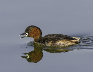 Little Grebe Swimming with Reflection
