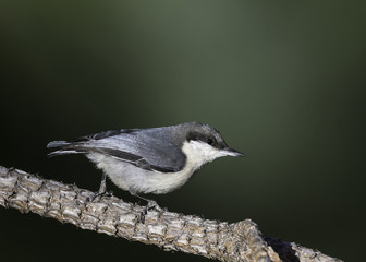 Fototapeta premium Pygmy Nuthatch