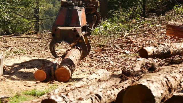Macchine per il taglio degli alberi