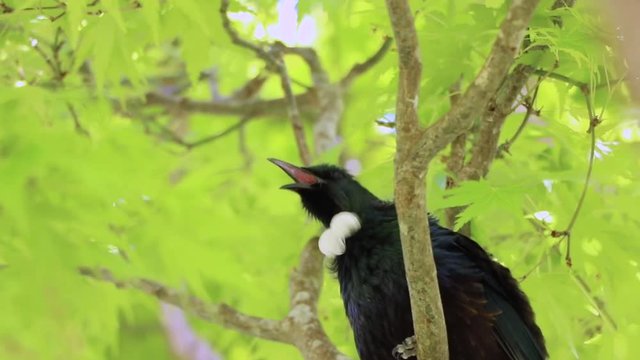 NZ Tui Bird Singing With White Neck Feathers On Display 