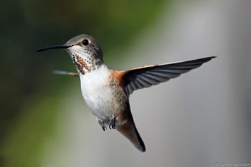 Fototapeta premium Gabby