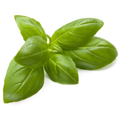 Sweet basil herb leaves isolated on white background closeup