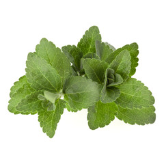 Stevia leaves pieces isolated om white background cut out.