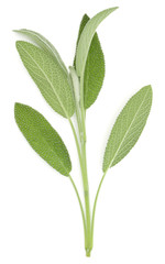 Sage herb leaves  bouquet isolated on white background cutout. Top view.