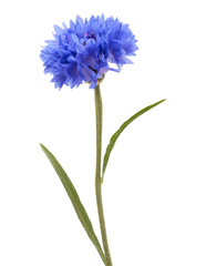 Blue Cornflower Herb or bachelor button flower head isolated on white background cutout