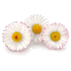 Obraz premium Beautiful daisy flowers isolated on white background cutout