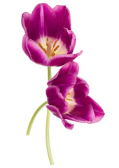 Obraz premium Two lilac tulip flowers isolated on white background cutout