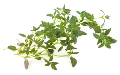 Thyme fresh herb isolated on white background