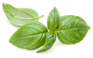 Close up studio shot of fresh green basil herb leaves isolated on white background. Sweet Genovese basil.