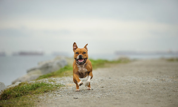 Staffordshire Bull Terrier dog outdoor portrait running on path by water