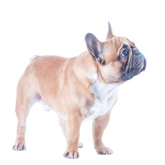 Dog, beautiful French Bulldog, redhead, isolated perfect on white background. High standard of breed.  Dog is standing
