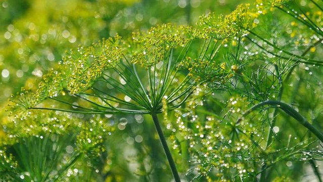 Inflorescence of dill under rain