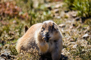 Prairie Dog 4