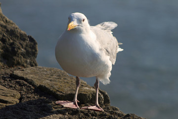 Sea gull looking straight at the camera standing on a wall with the sea in the background