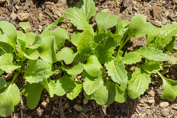 close up of young radish leaves growing in organic vegetable garden