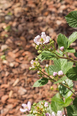 close up of blackberry flowers isolated on brown background