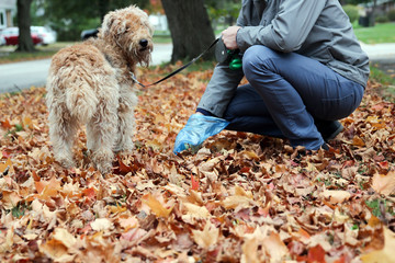 Man  Picking up / cleaning up dog droppings