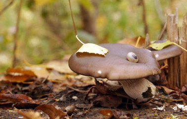 Several mushrooms on a stump under fallen leaves.