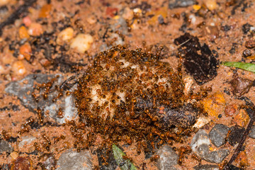 many ants with food